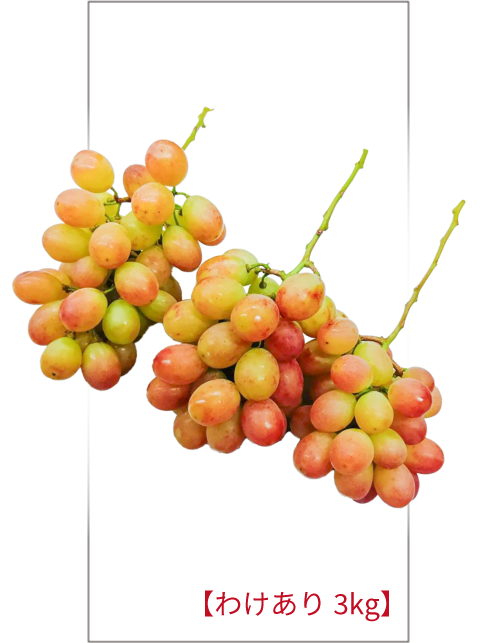 わけあり特価！サンシャインレッド 3kg